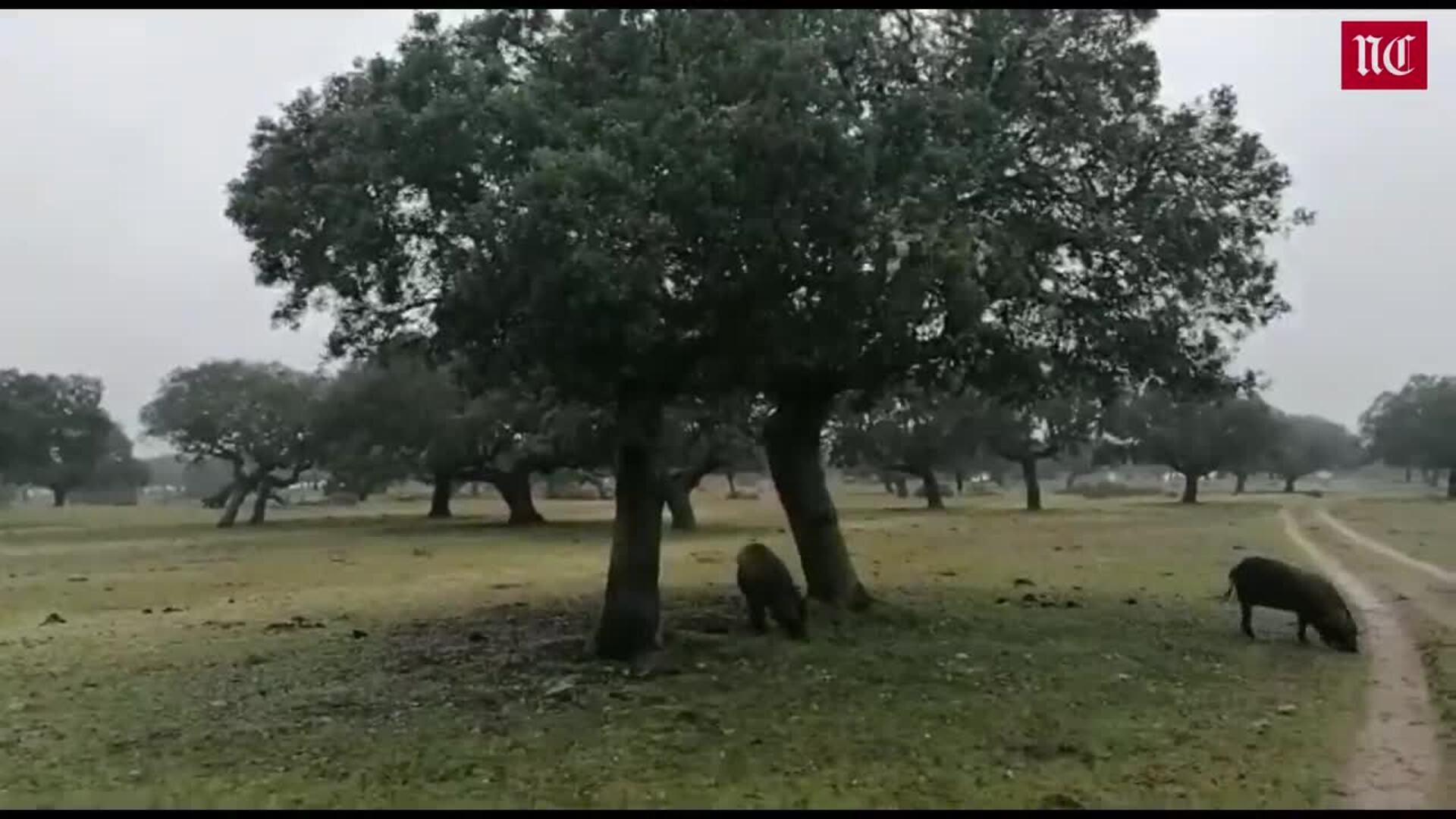 El tiempo esta semana en Castilla y León: preparados para más precipitaciones