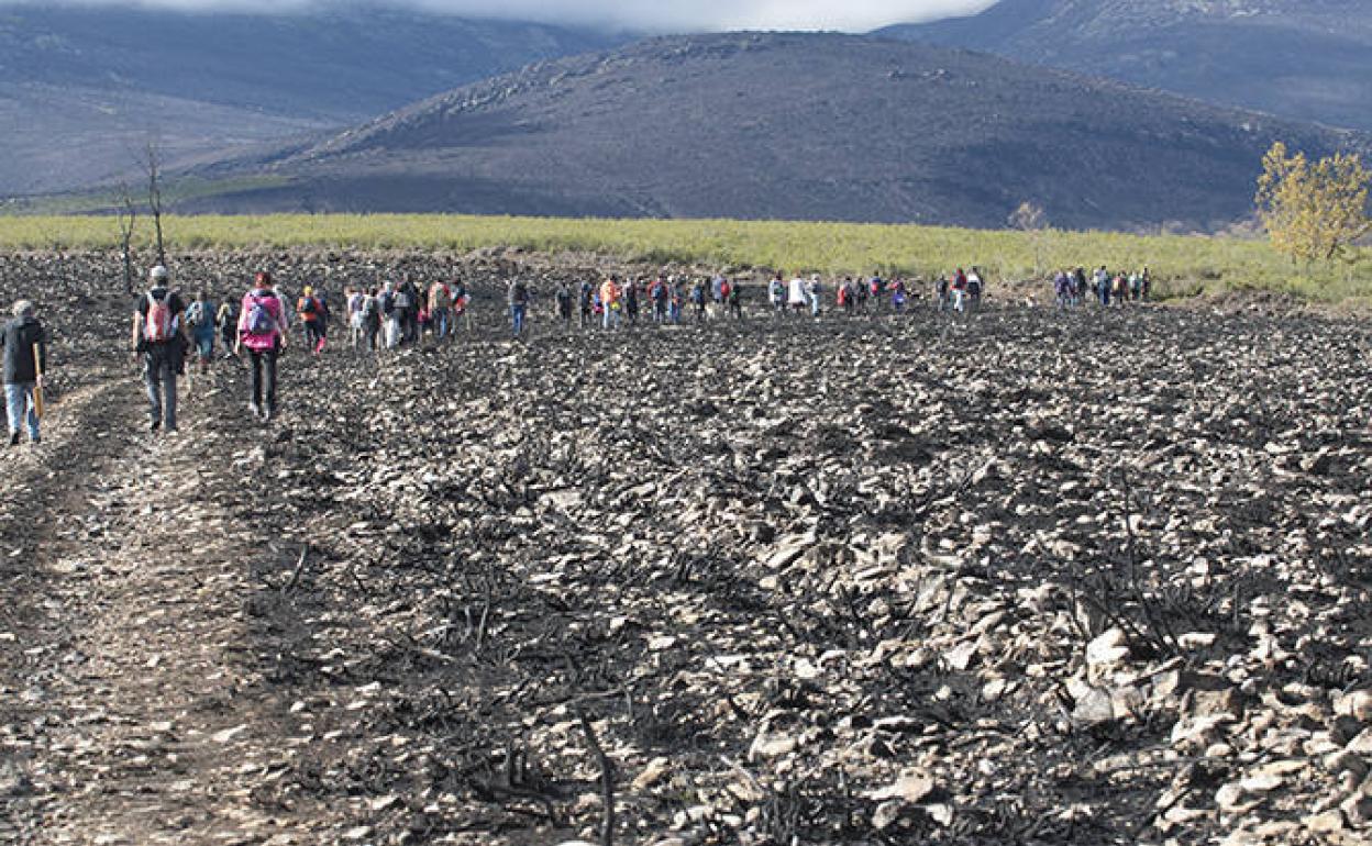 Imagen de una marcha realizada en el terreno quemado del Teleno.