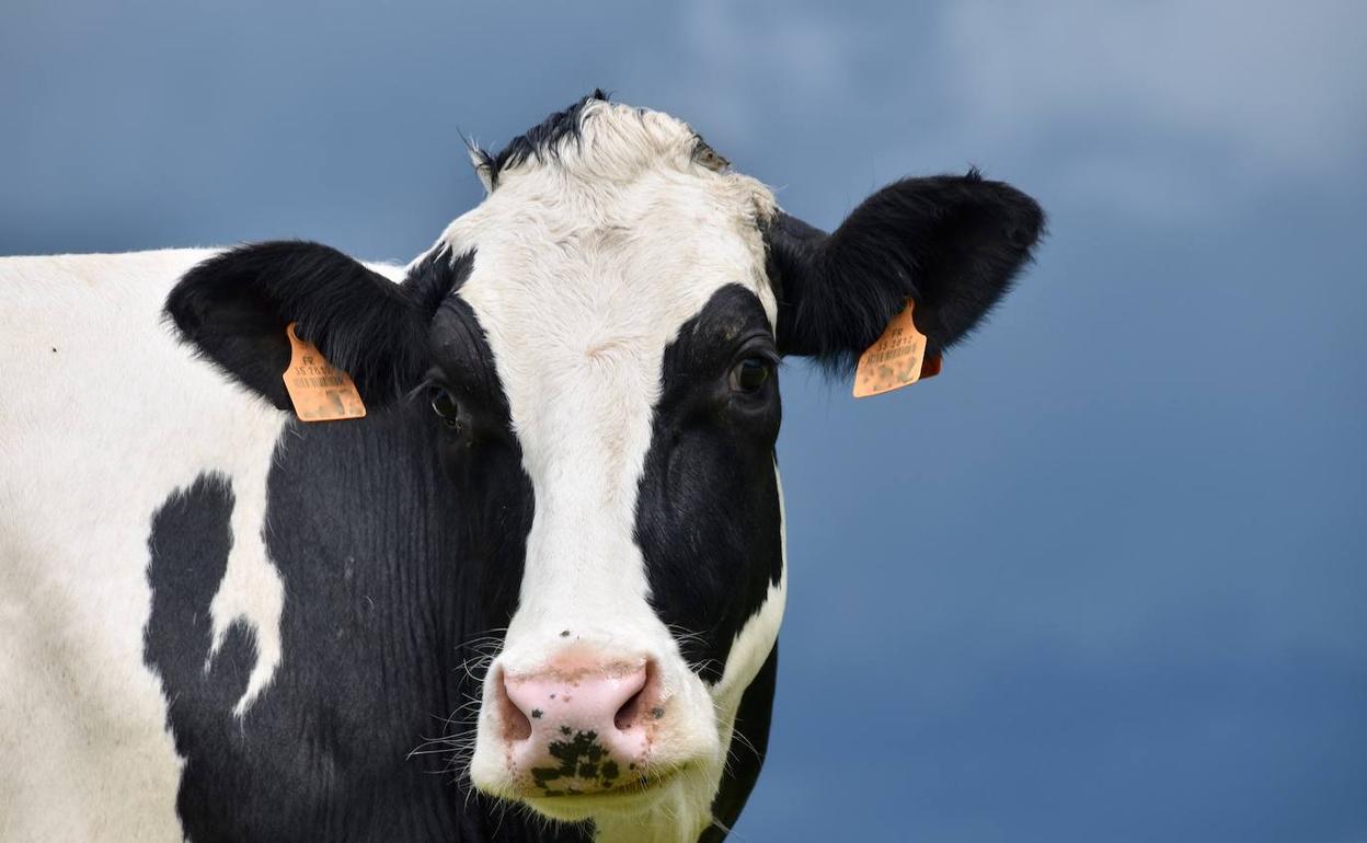 Las granjas bovinas de León no podrán superar las 725 vacas de leche a partir de ahora.
