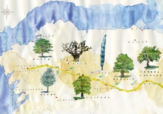 Un mapa con los árboles del Camino conmemora el Día Internacional de los Bosques para Correos.
