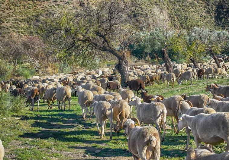 La Universidad de León participa en un proyecto de desarrollo de un sistema de producción agroecológico de ganado ovino y caprino