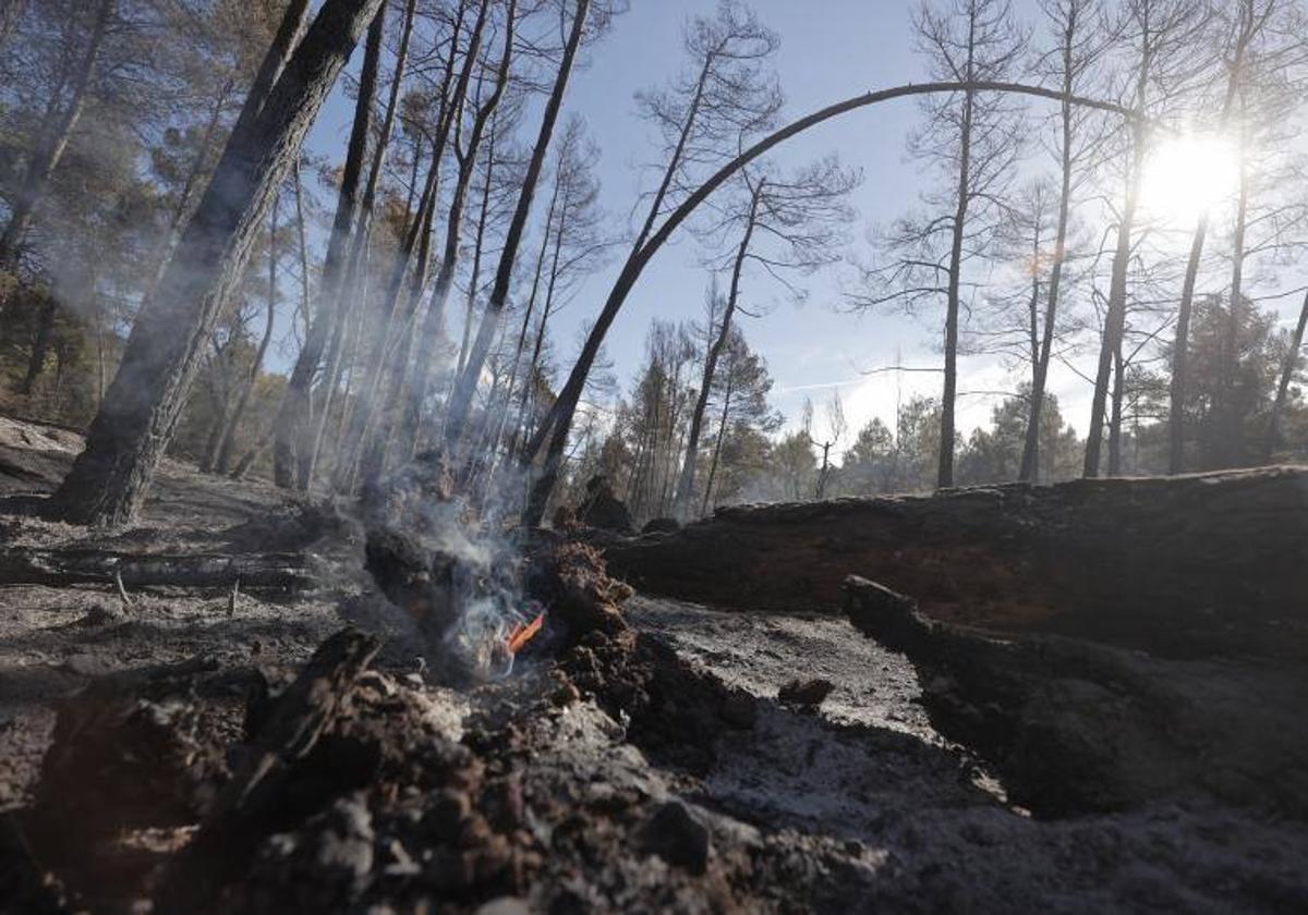 Quinientos efectivos luchan contra el primer gran incendio del año en España