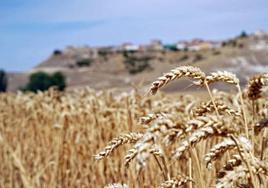 Imagen de archivo de un campo de trigo.