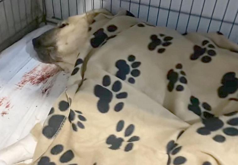 La Guardia Civil rescata a un perro mastín enterrado vivo en Piedrafita de Babia