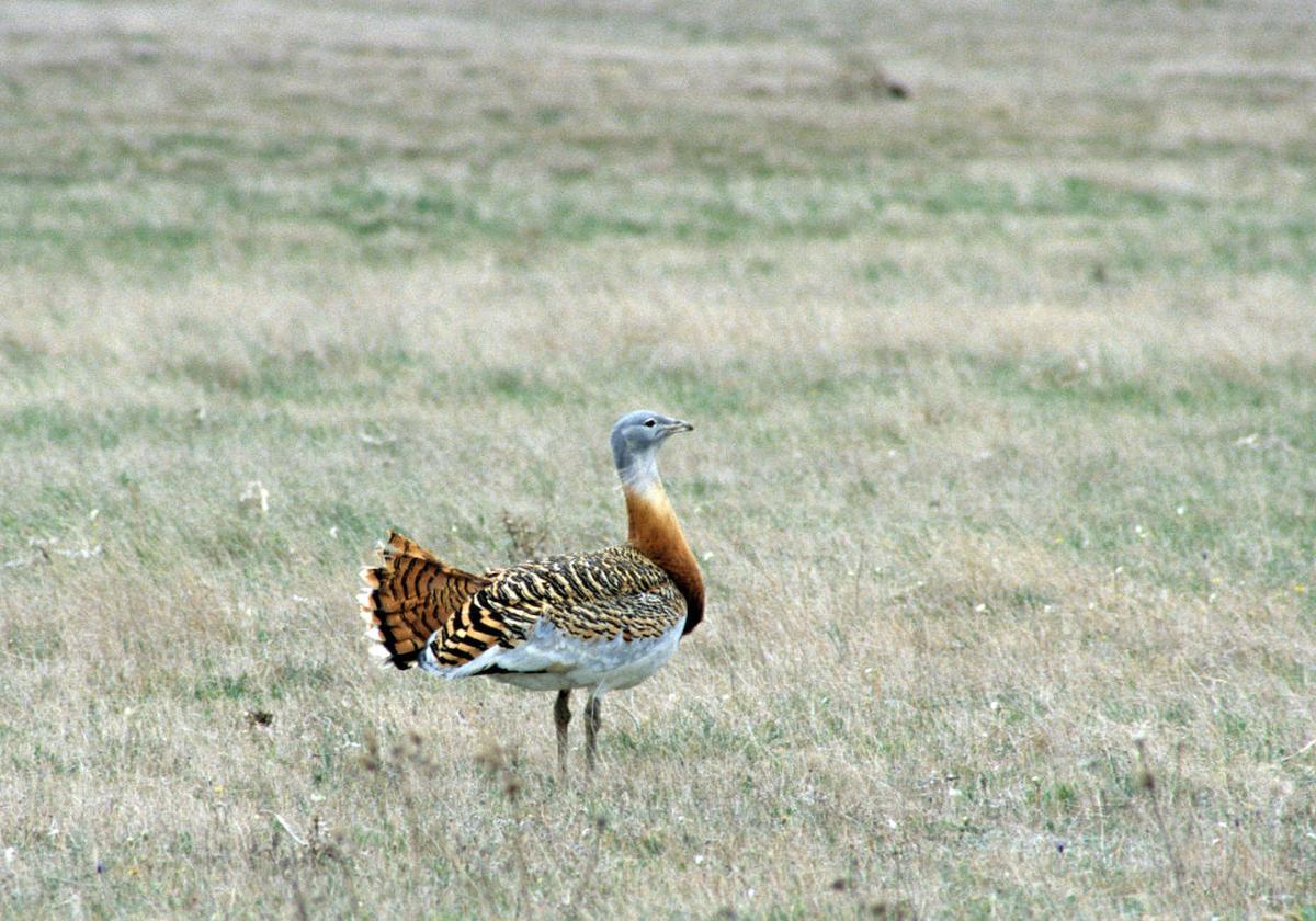 Los ornitólogos advierten de que el cambio climático amenaza a las aves esteparias en la Meseta norte, como el sisón o avutarda