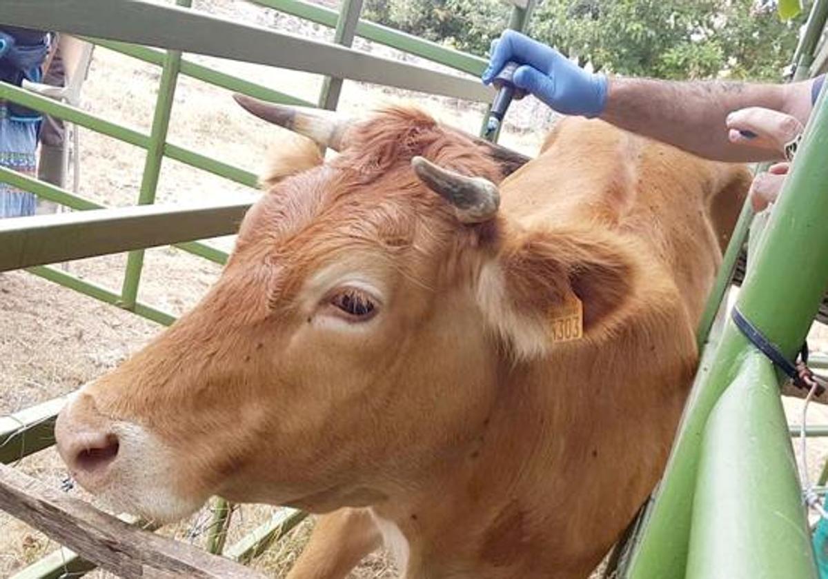 Uscal reclama una reunión a la Junta ante el «rumbo» que ha tomado la lucha contra la tuberculosis bovina