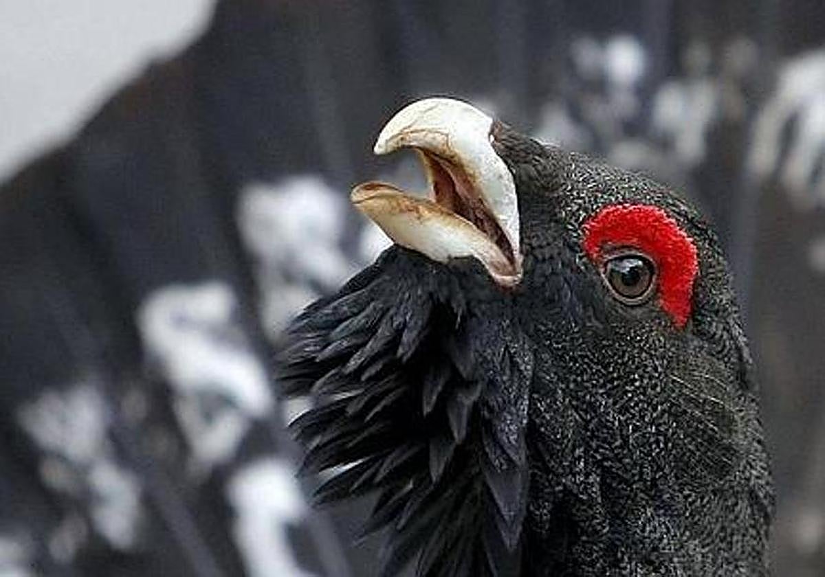 El urogallo es una especie en peligro de extinción con notable presencia en la provincia.