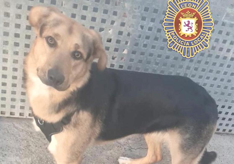 La Policía Local localiza a un perro abandonado y denuncia a su dueño