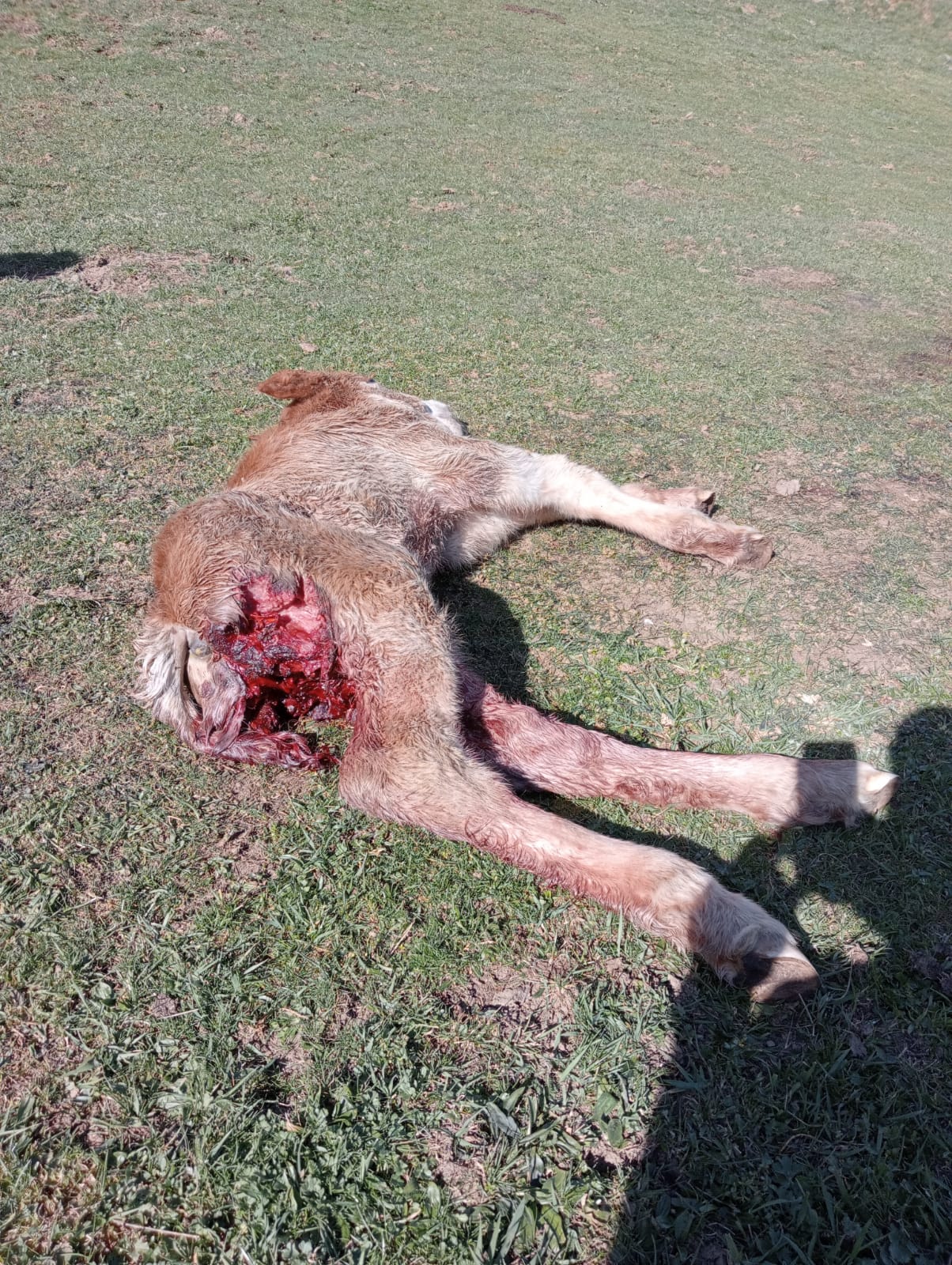 Ataque de lobos a una yeguada en León