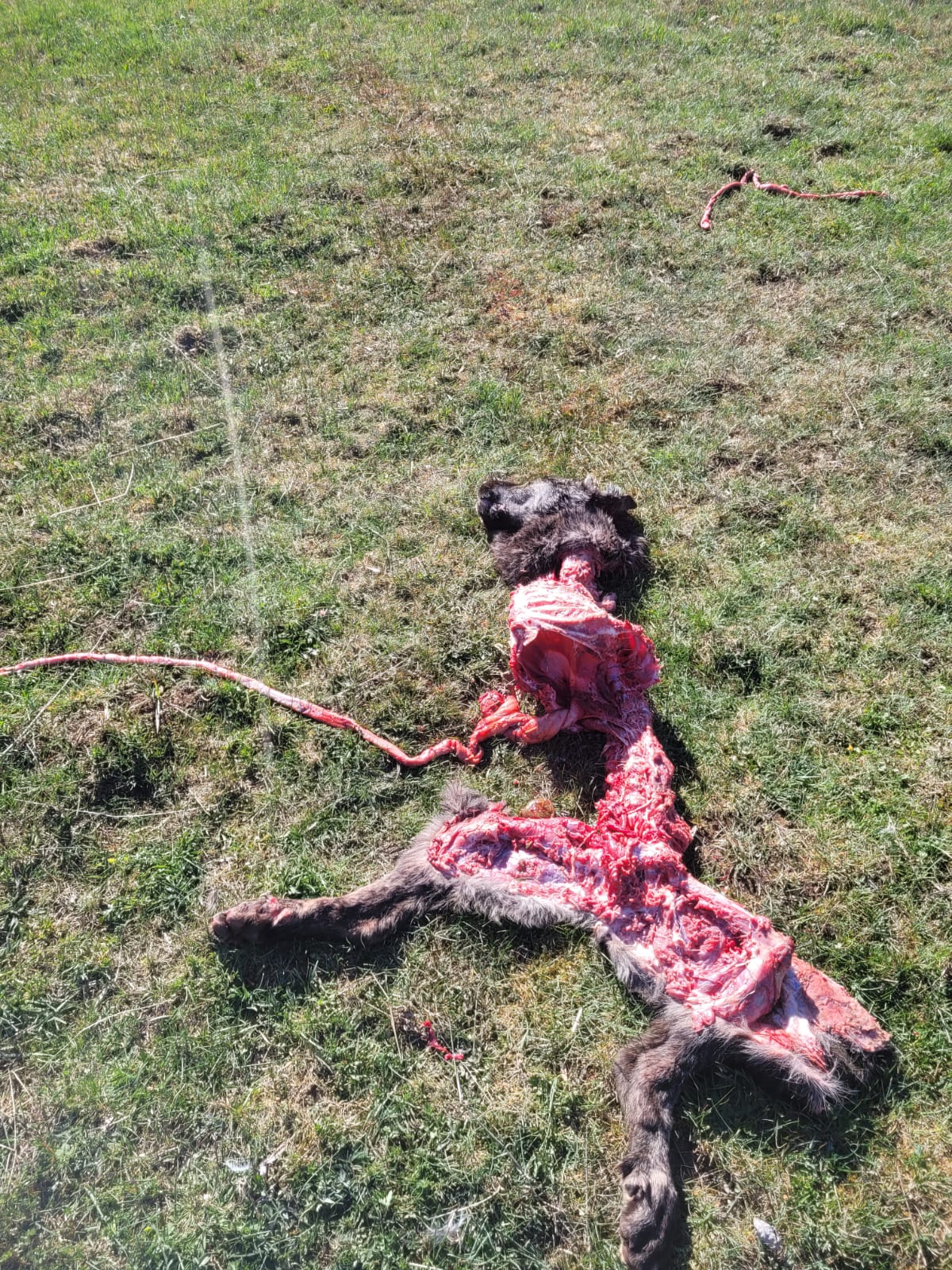 Ataque de lobos a una yeguada en León