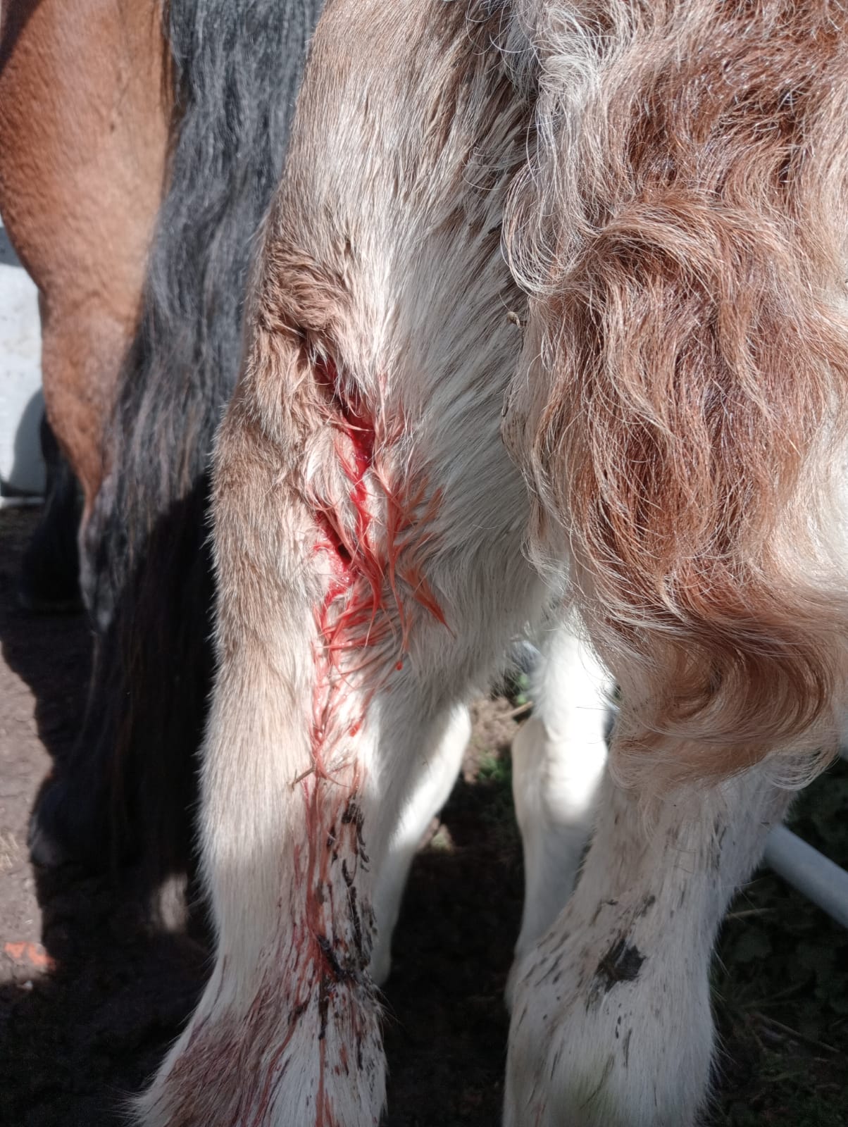 Ataque de lobos a una yeguada en León