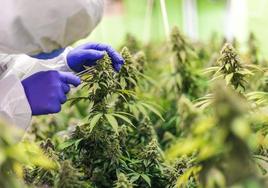 Investigación en una plantación de marihuana sobre el CBD.