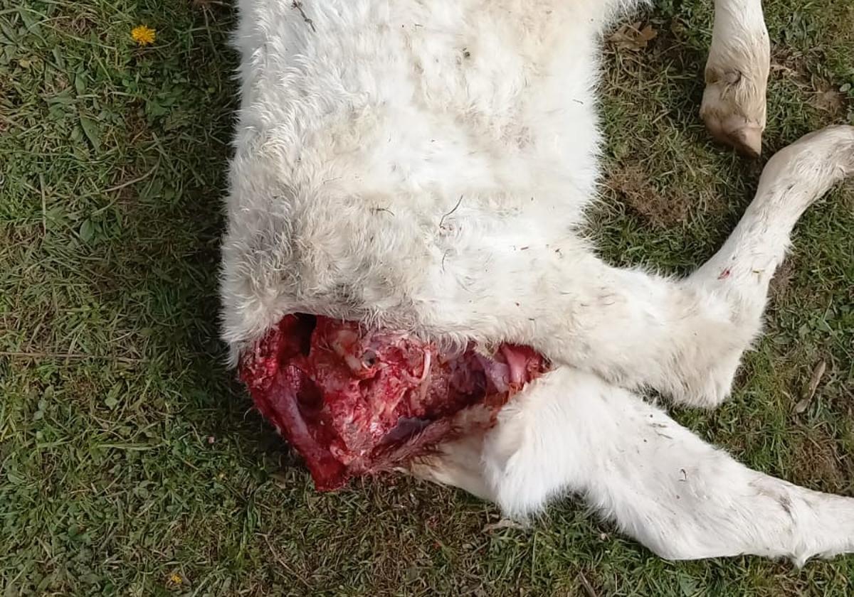 Muerte de un ternero ha causa por un ataque del lobo.