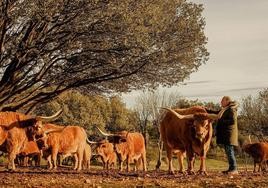 José Gordón, propietario de El Capricho, en la finca con los bueyes.