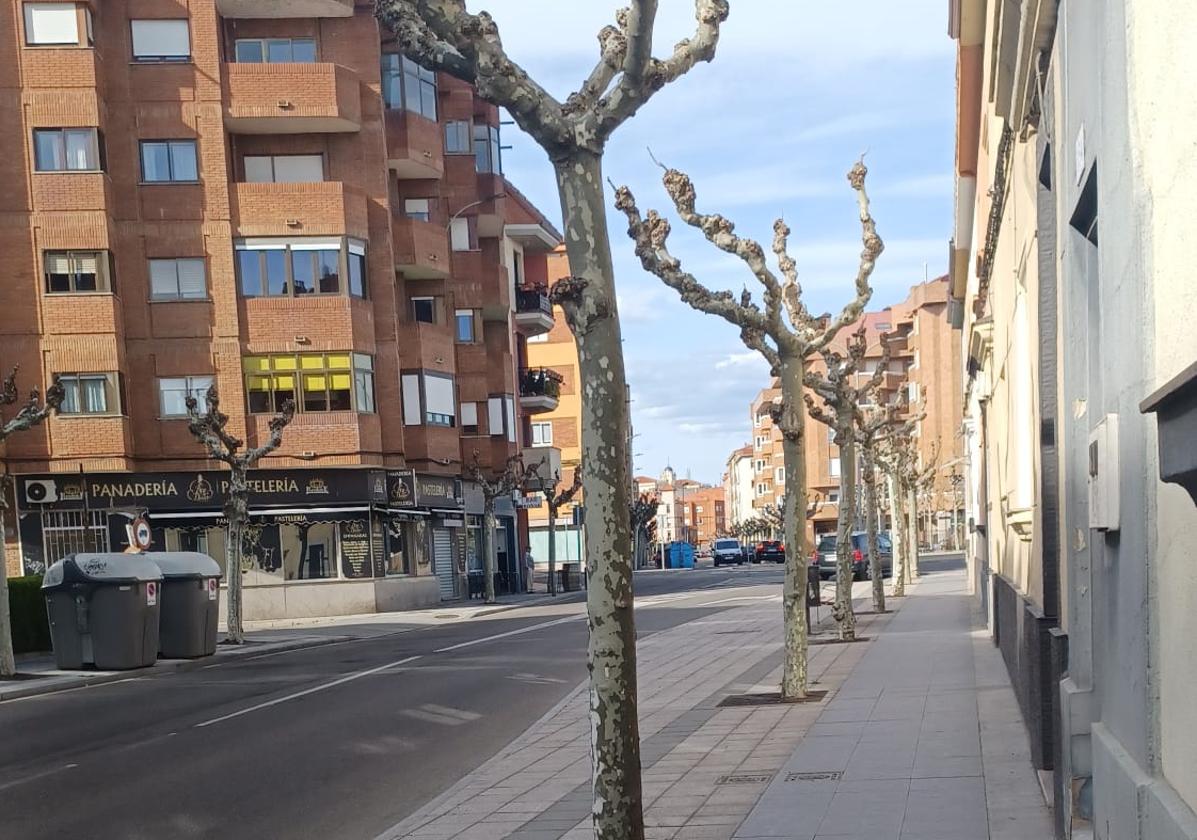 Ciudadanos denuncia una política «incoherente» de arbolado en León con podas y talas «descontroladas»