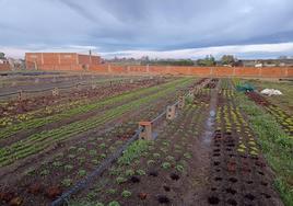 Terrenos de cultivo del proyecto Émeral.