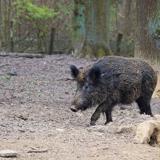 Imagen de un jabalí, uno de los animales cuya carne puede contener las larvas.