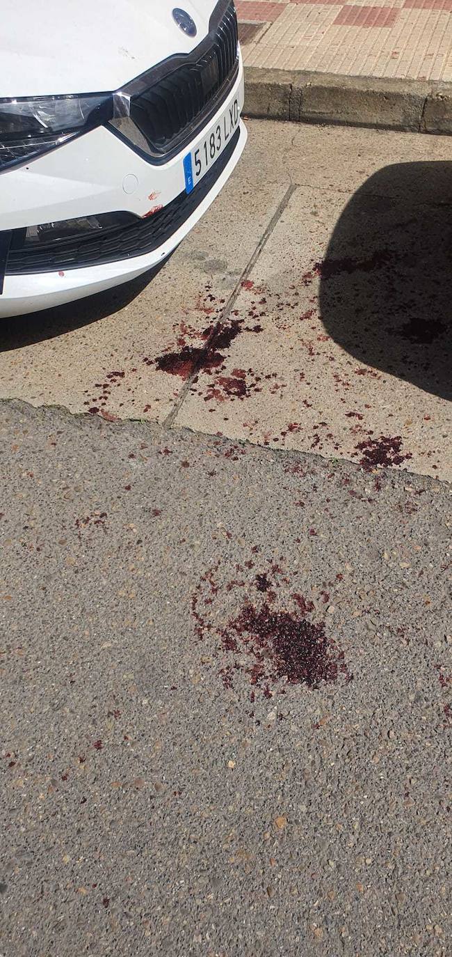 Dos pitbull atacan a un hombre en Villaobispo