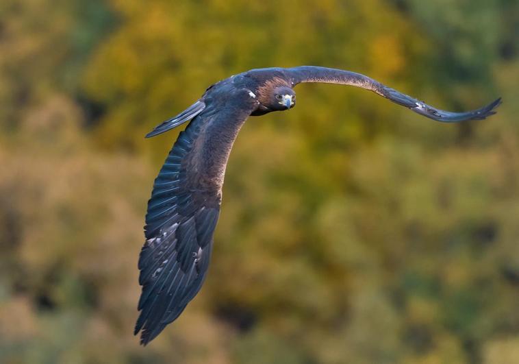 Fotografía del águila tomada en Fuentes de Peñacorada (Cistierna).