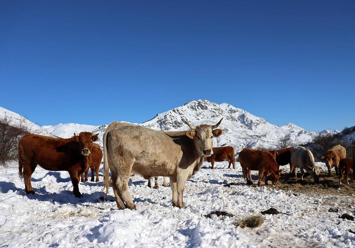 El cambio en la climatología llevará de nuevo nieve a la montaña leonesa.