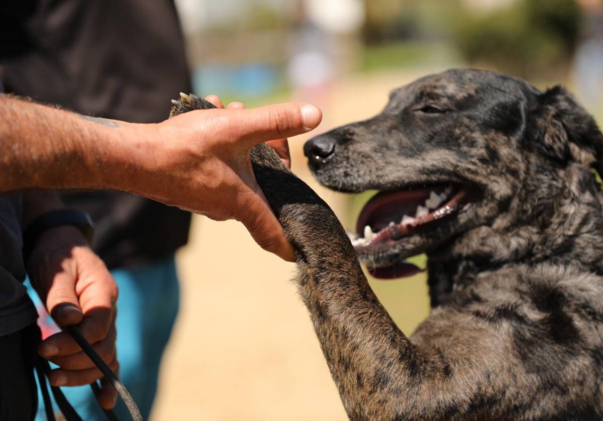 Imagen de un perro carea en una actividad de la feria.