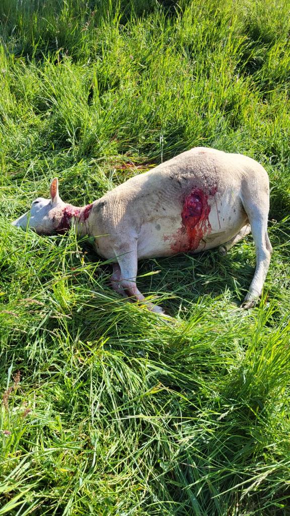 Ataque del lobo en Matallana