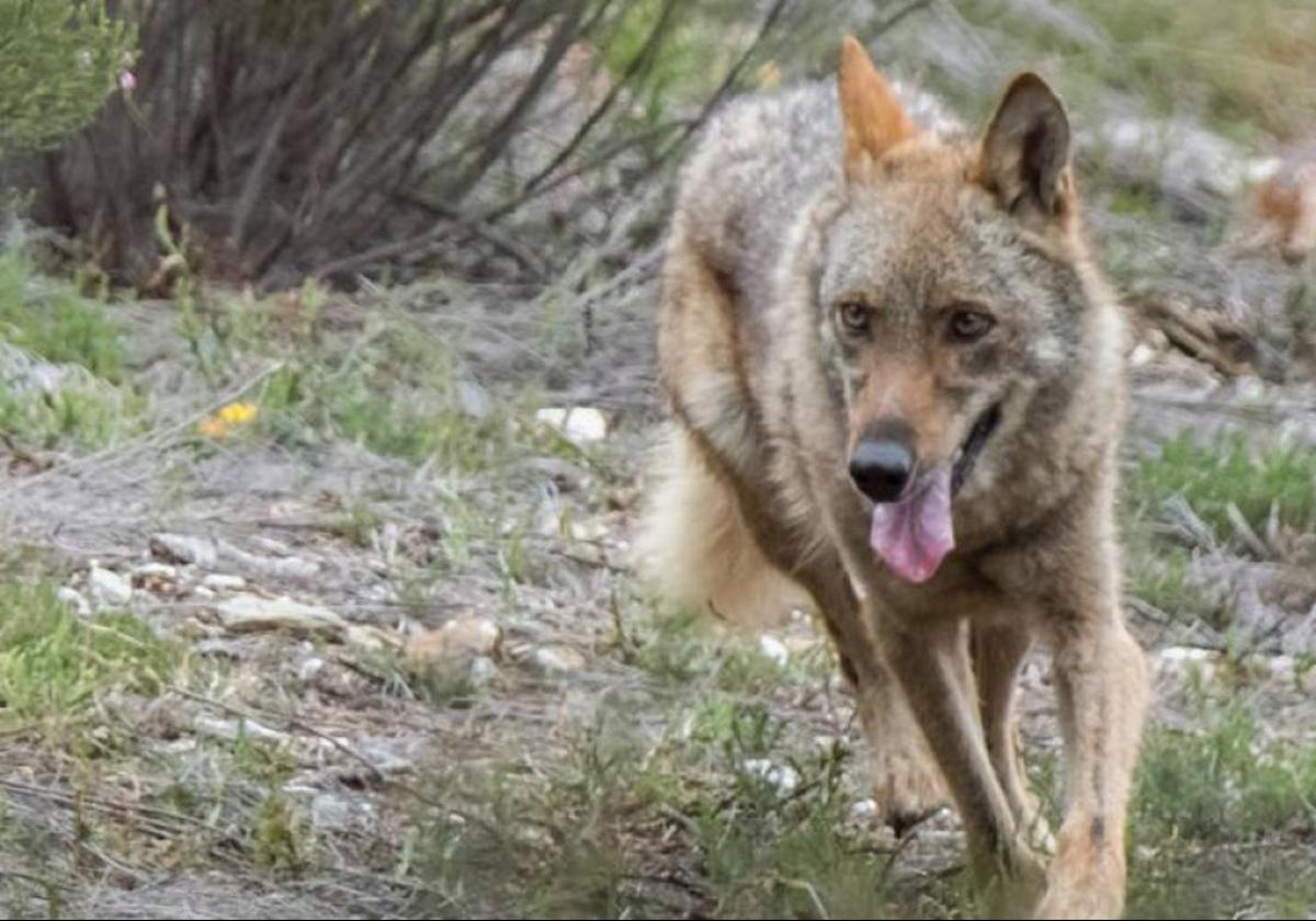 Un lobo en Castilla y León.