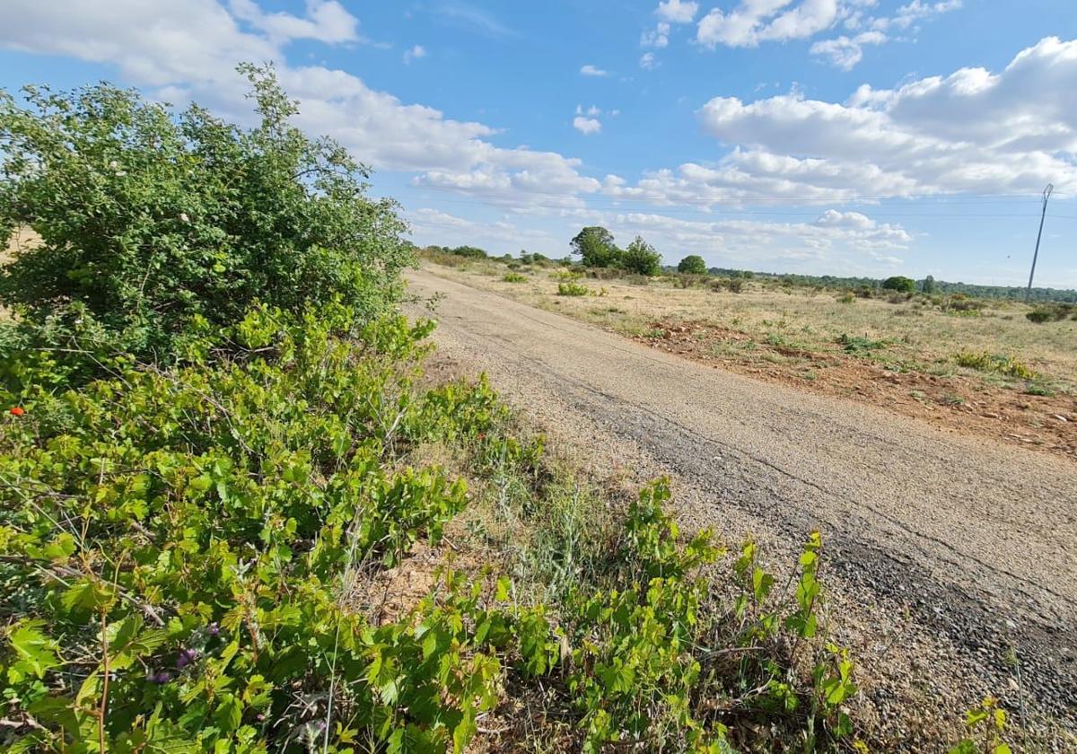 Imagen del camino de El Jano, en la pedanía de Oteruelo, y cuyas obras de mejora serán acometidas por el Ayuntamiento.