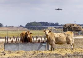 Pastoreo con drones y equipos para fumigado aéreo en la localidad abulense de San Pedro del Arroyo