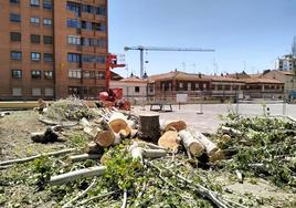 Imagen de la tala de árboles denunciada por Ecologistas en León capital.