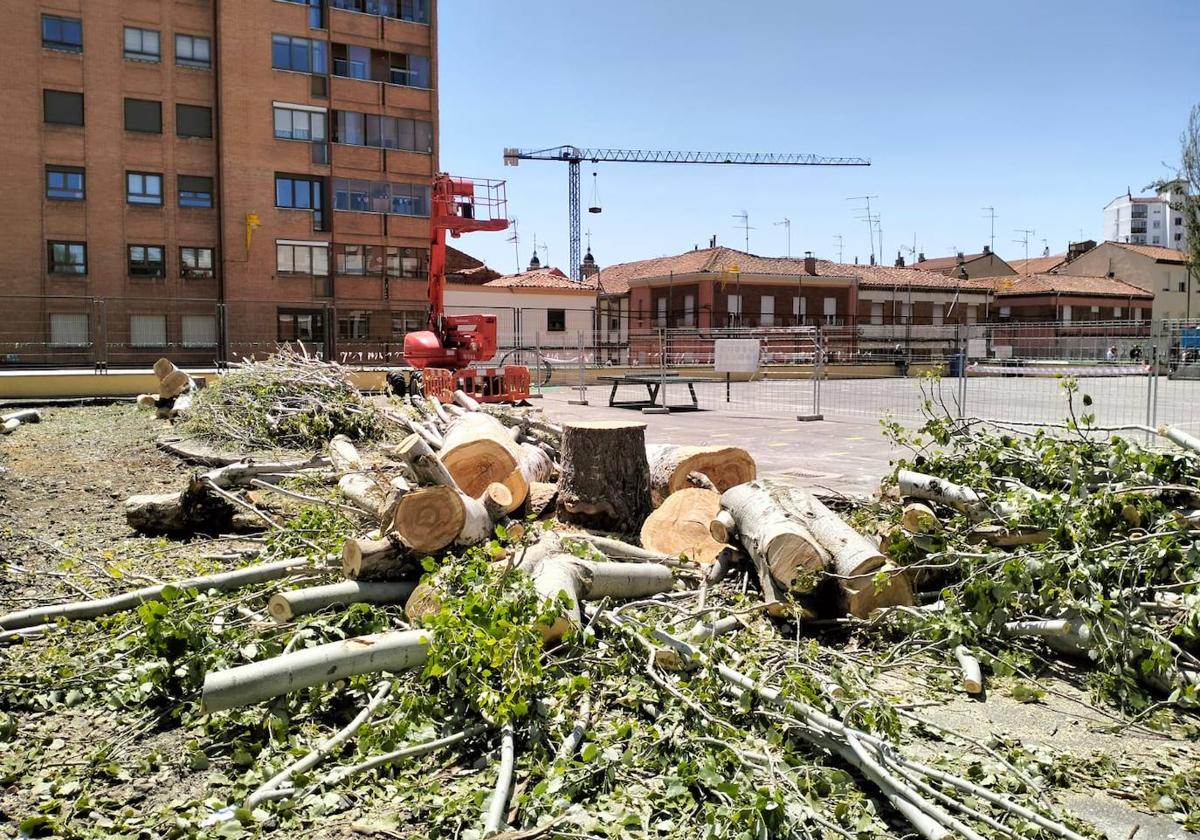 Imagen de la tala de árboles denunciada por Ecologistas en León capital.