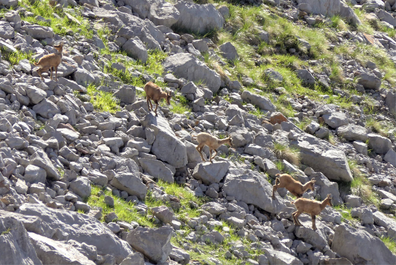 La llamada de Picos de Europa