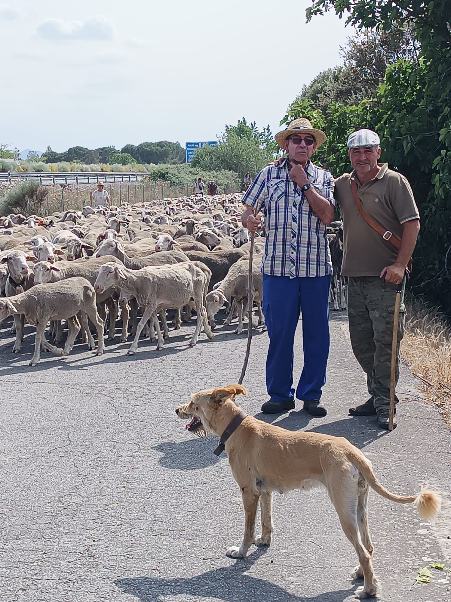 1.700 ovejas hacia León en busca de agua