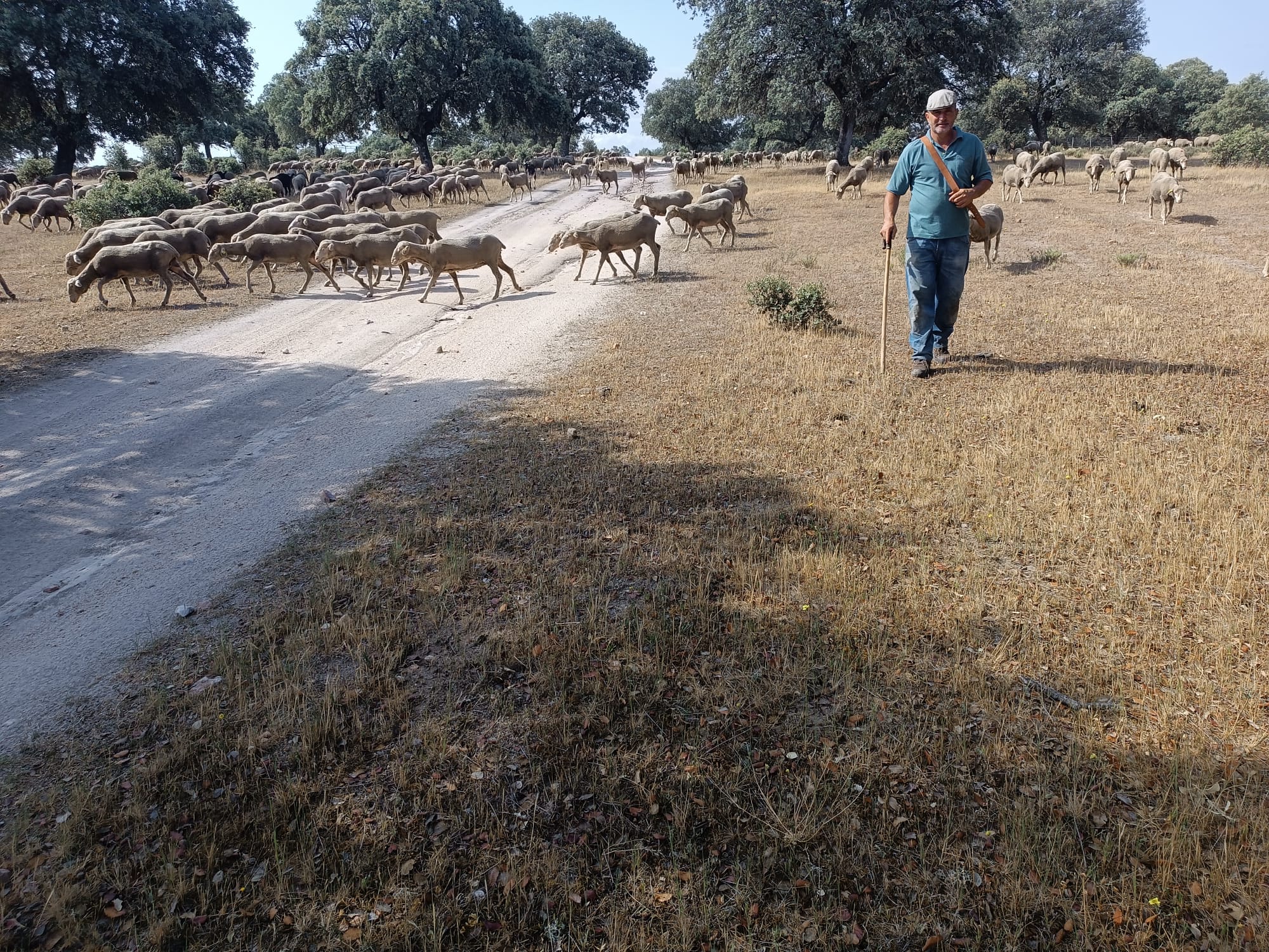 1.700 ovejas hacia León en busca de agua