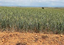 Imagen de un campo de trigo en la provincia leonesa.