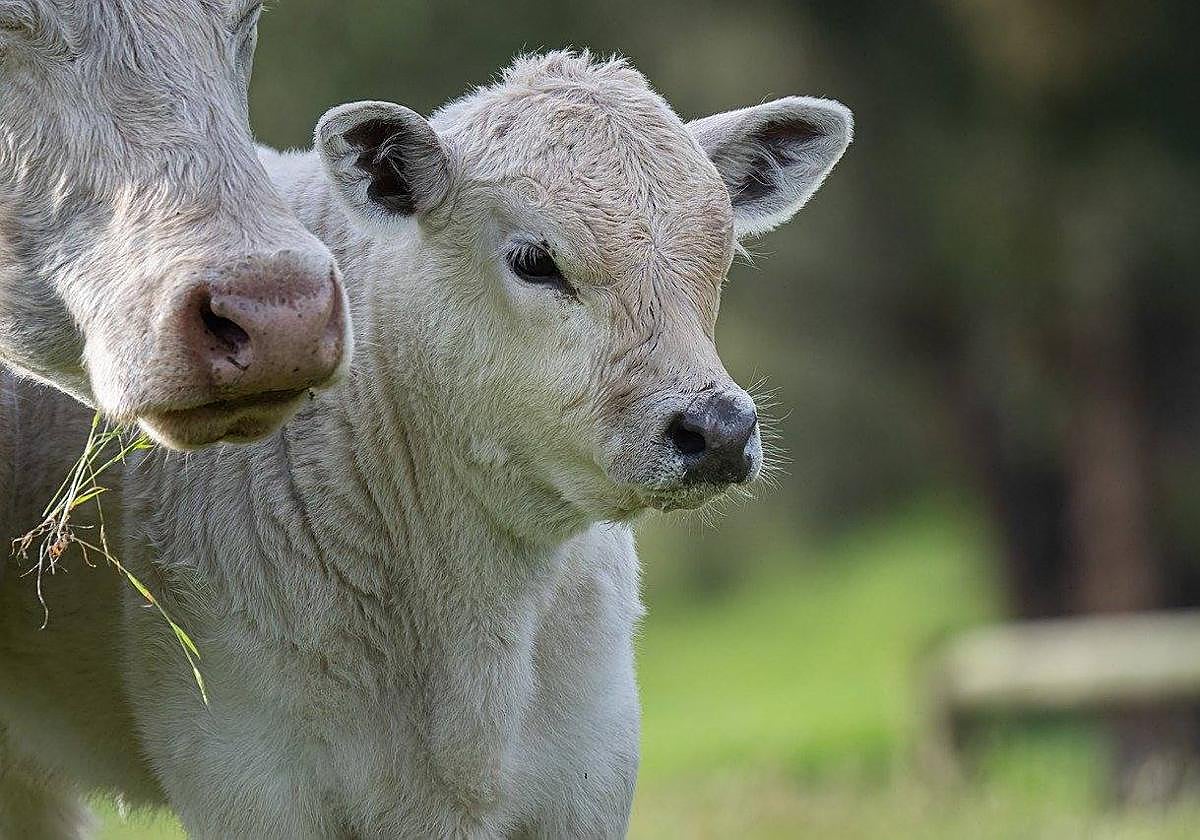 Restringido el movimiento de vacas en León por la tuberculosis