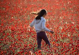 El campo de Castilla y León se tiñe de rojo. Una niña en un campo de amapolas en la provincia de León