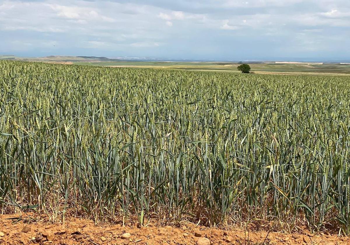 Imagen de un campo de cereal en la zona de Los Oteros.