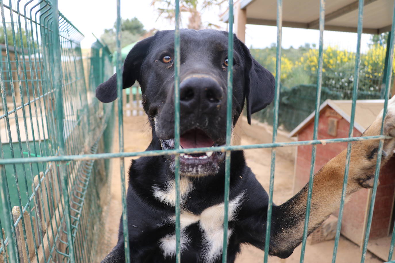 Hotel canino Las Lomas