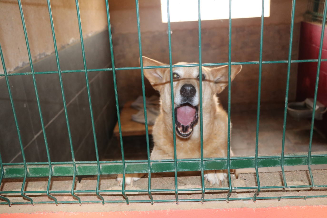 Hotel canino Las Lomas