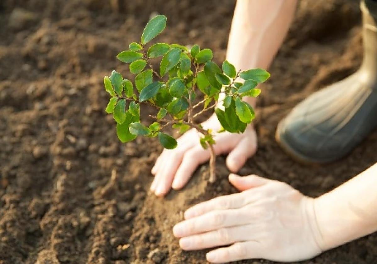 Imagen de la reforestación de un bosque.