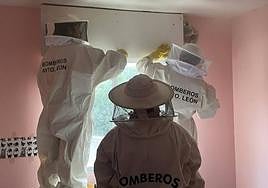 Los bomberos del Ayuntamiento de León trabajan en la retirada del enjambre.