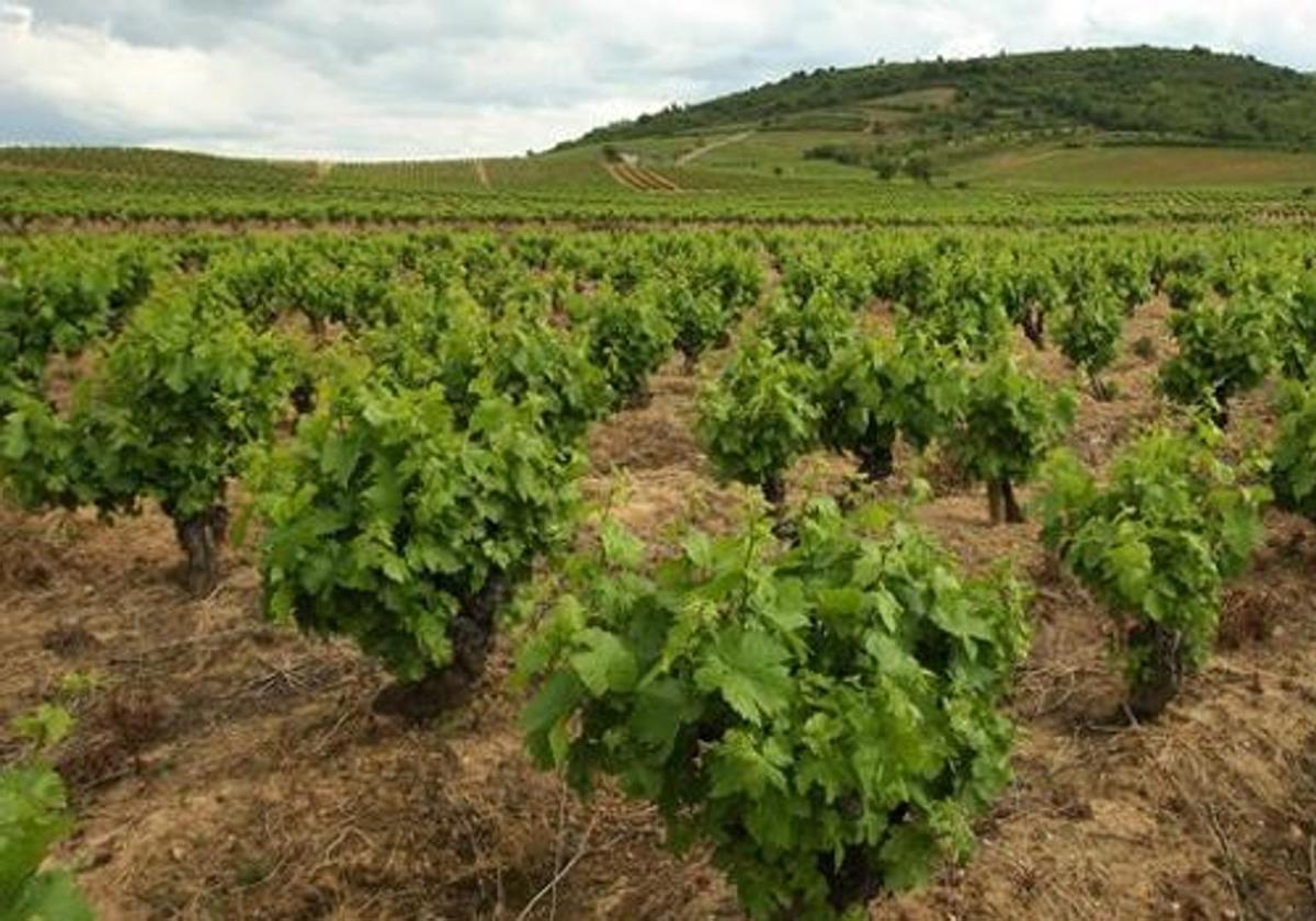 Viñedo en Castilla y León.