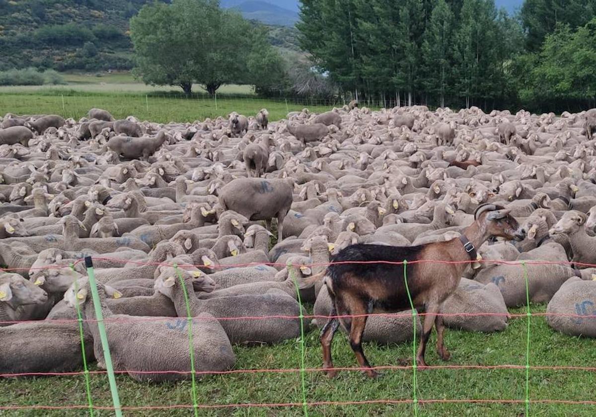 1.700 ovejas por Riaño