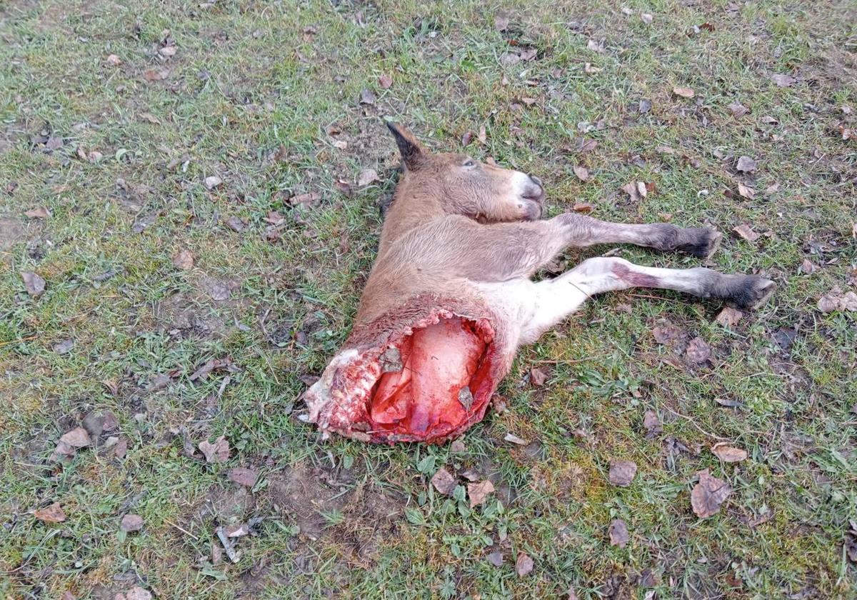 Ataque del lobo a una yeguada de León.