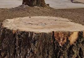 Imagen de archivo de árbol talado.