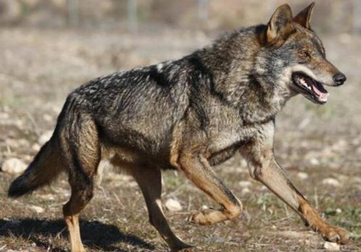 Lobo en Castilla y León.