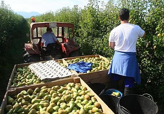 Imagen de archivo de la recolección de pera.