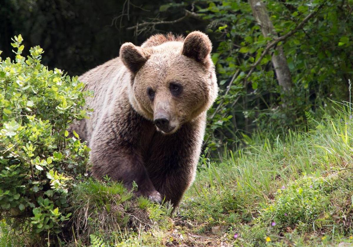 Oso pardo cantábrico.