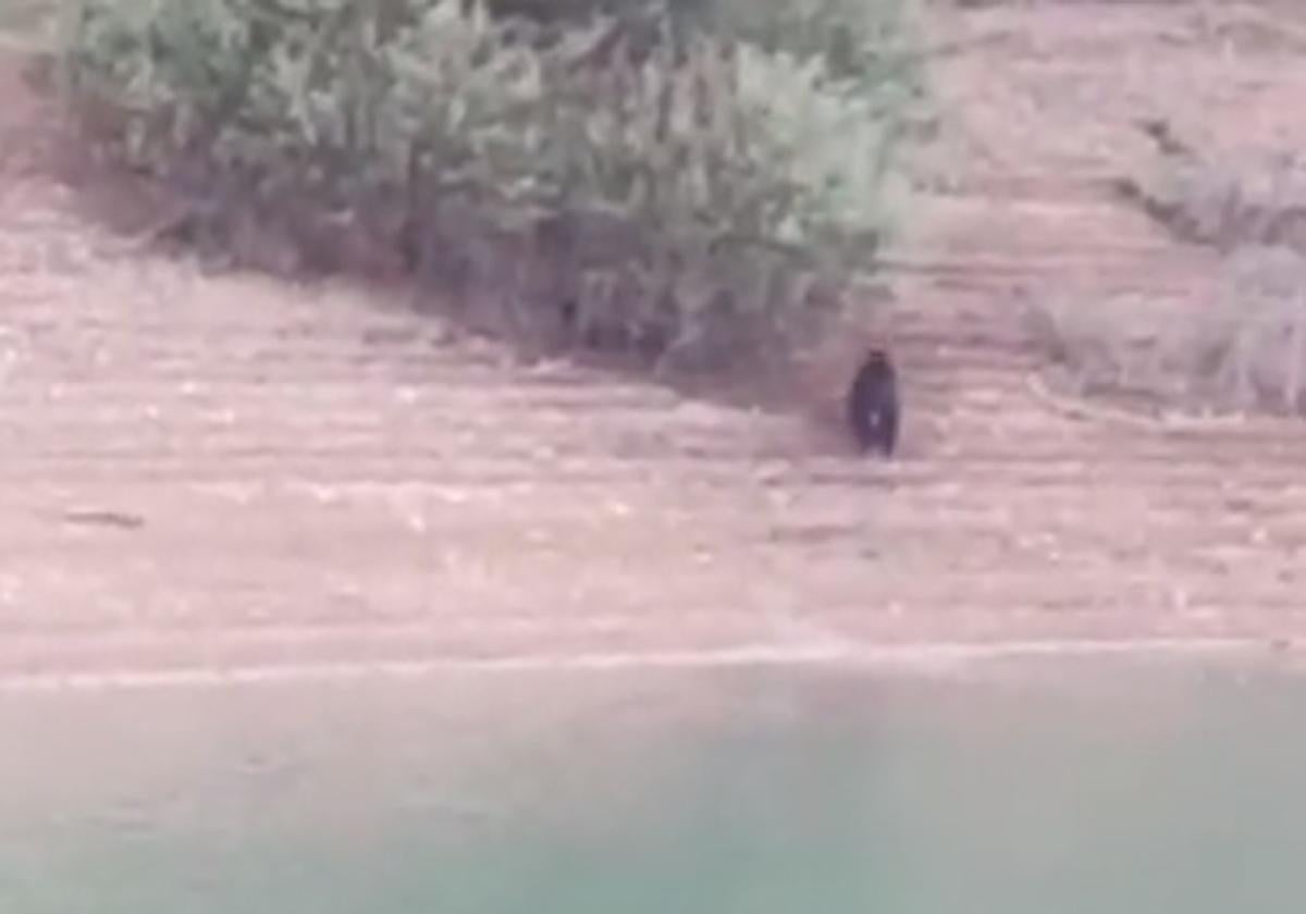 El oso a su salida del pantano de Riaño.